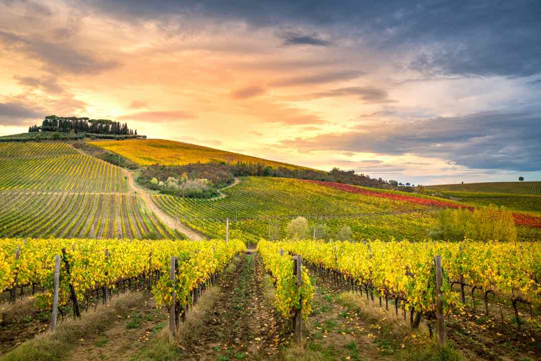 Rolling green hills of a Tuscan vineyard in Italy